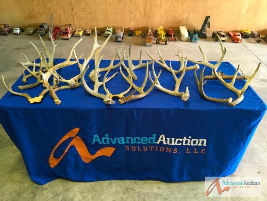 Assorted Antlers Sheds (Deer ?)