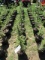 BLACK HILL SPRUCE