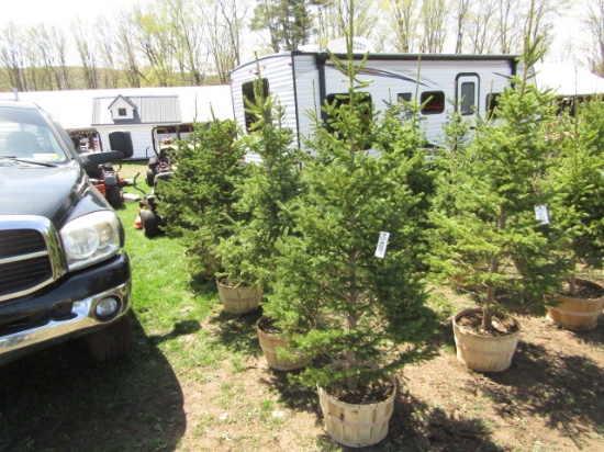 BLACK HILL SPRUCE