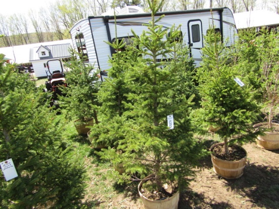 BLACK HILL SPRUCE