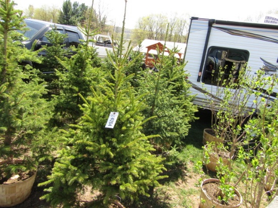 BLACK HILL SPRUCE