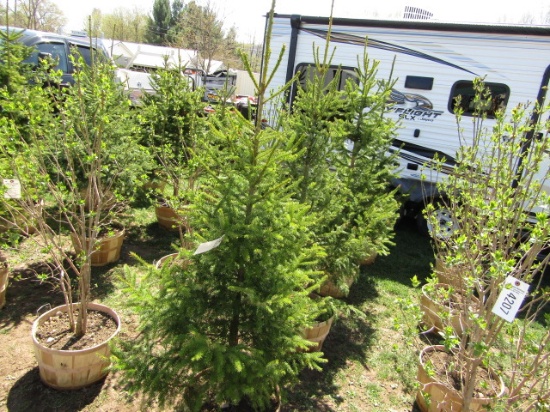 SERBIAN SPRUCE