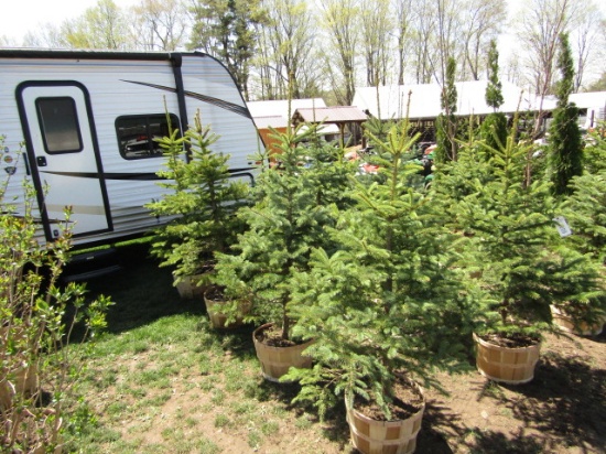 BLUE SPRUCE