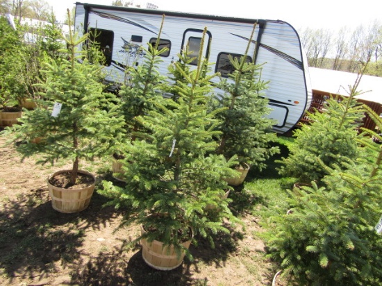 BLUE SPRUCE