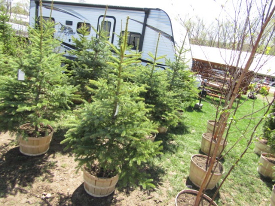BLUE SPRUCE