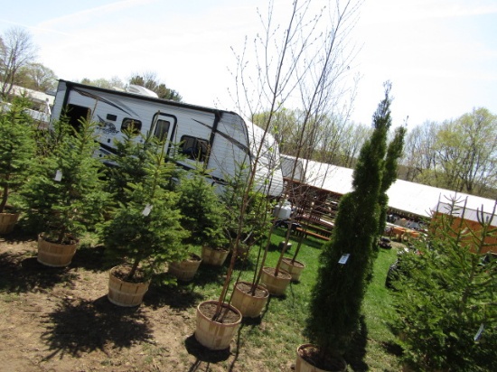 CANOE BIRCH