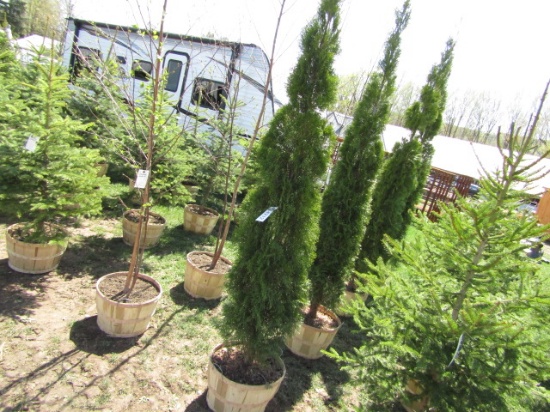 EMERALD GREEN ARBORUTAE