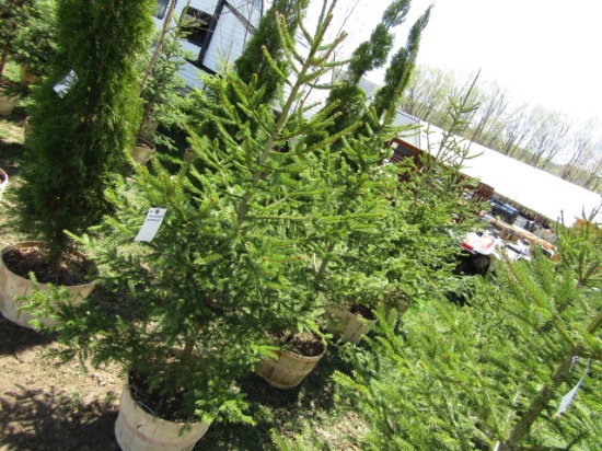 NORWAY SPRUCE