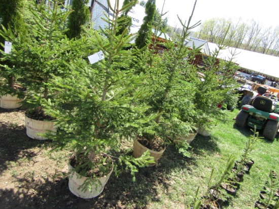 NORWAY SPRUCE