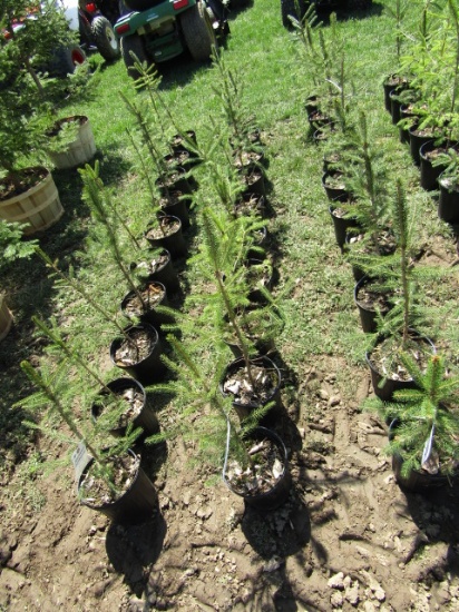 NORWAY SPRUCE
