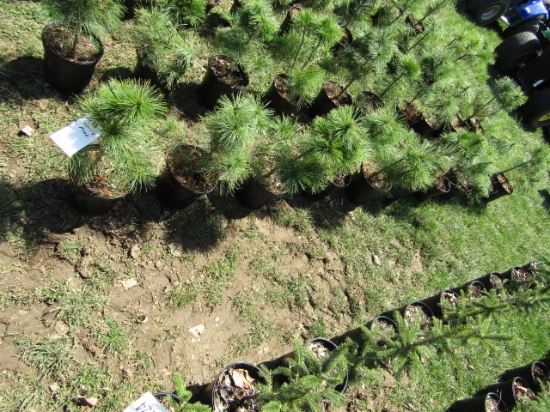 WHITE PINE