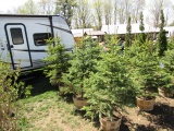 BLUE SPRUCE