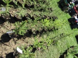 NORWAY SPRUCE