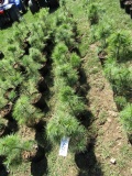 WHITE PINE