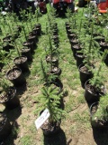 BLACK HILL SPRUCE