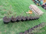 CANAAN FUR TREES