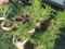 ASSORTED PINE TREES 4 TIMES THE BID