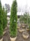 EMERALD GREEN ARBORVITAE - THIS IS 4 TIMES THE