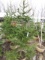 NORWAY SPRUCE - THIS IS 4 TIMES THE BID AMOUNT