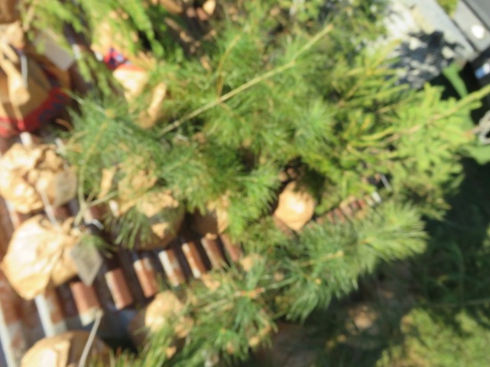 ASSORTED PINE TREES 7 TIMES THE BID