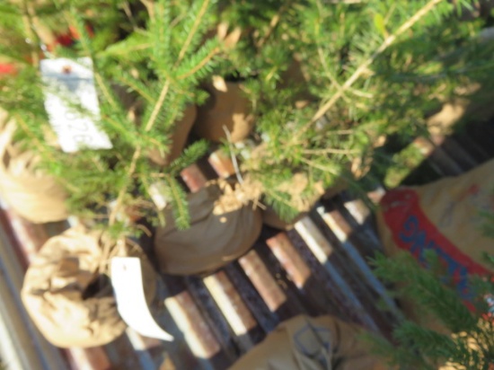 ASSORTED PINE TREES 4 TIMES THE BID