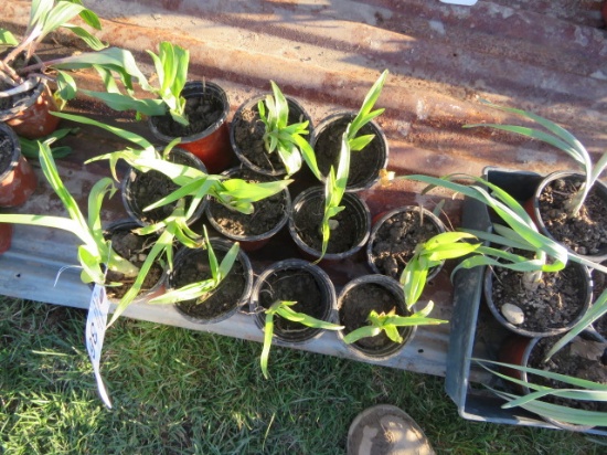 11 TIGER LILLIES