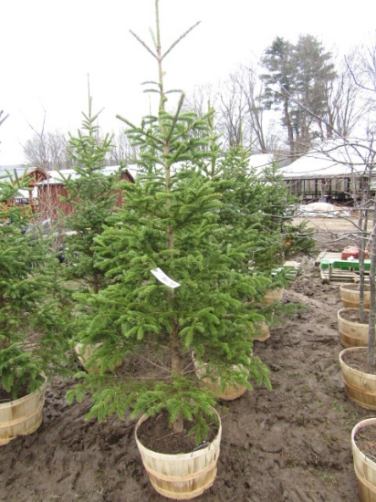 BLACK HILLS SPRUCE - THIS IS 4 TIMES THE BID