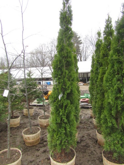 EMERALD GREEN ARBORVITAE - THIS IS 4 TIMES THE