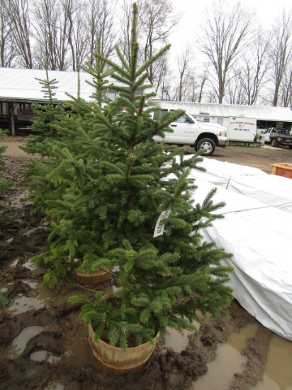 BLUE SPRUCE - THIS IS 4 TIMES THE BID AMOUNT