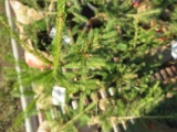 ASSORTED PINE TREES - 4 TIMES THE BID