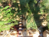 ASSORTED PINE TREES - 7 TIMES THE BID