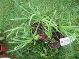 6 CHIVES