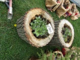 STUMP FLOWER PLANTERS WITH SUCCULENTS - THIS