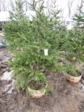 NORWAY SPRUCE - THIS IS 4 TIMES THE BID AMOUNT