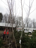 JAPANESE WHITE BIRCH - THIS IS 4 TIMES THE BID