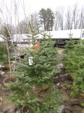 BLUE SPRUCE - THIS IS 4 TIMES THE BID AMOUNT