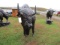 ALUMINUM STATUE LARGE BUFFALO