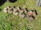 ALLIS CHALMERS D HANGING WEIGHTS