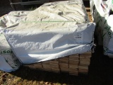 WHITE PINE 1