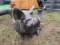 ALUMINUM SITTING PIG- HAS SHIPPING SCRATCHES