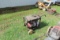 CRAFTSMAN 3500 GENERATOR - WORKS PER CONSIGNOR