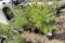 PINE TREES