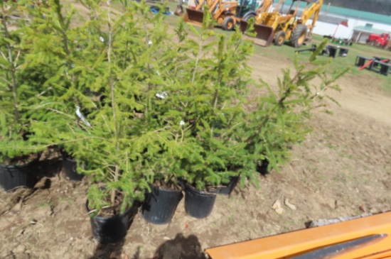 PINE TREES