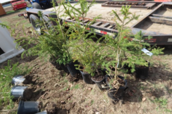 PINE TREES