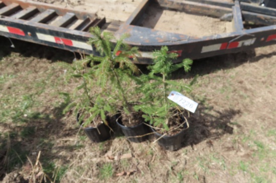 PINE TREES