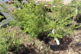 PINE TREES