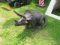 ALUMINUM STATUE         TRICERATOPS DINOSAUR