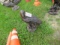 ALUMINUM STATUE          EAGLE APPROX 26