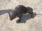 ALUMINUM STATUE SMALL BUFFALO APPROX 16