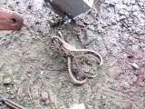 2 ICE TONGS